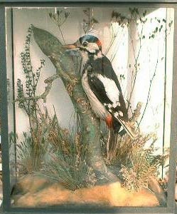 Greater Spotted Woodpecker (Cole)[1].JPG